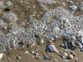 Muscheln am Strand