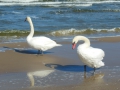 Schwäne am Strand