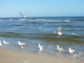 Usedom 2014 009